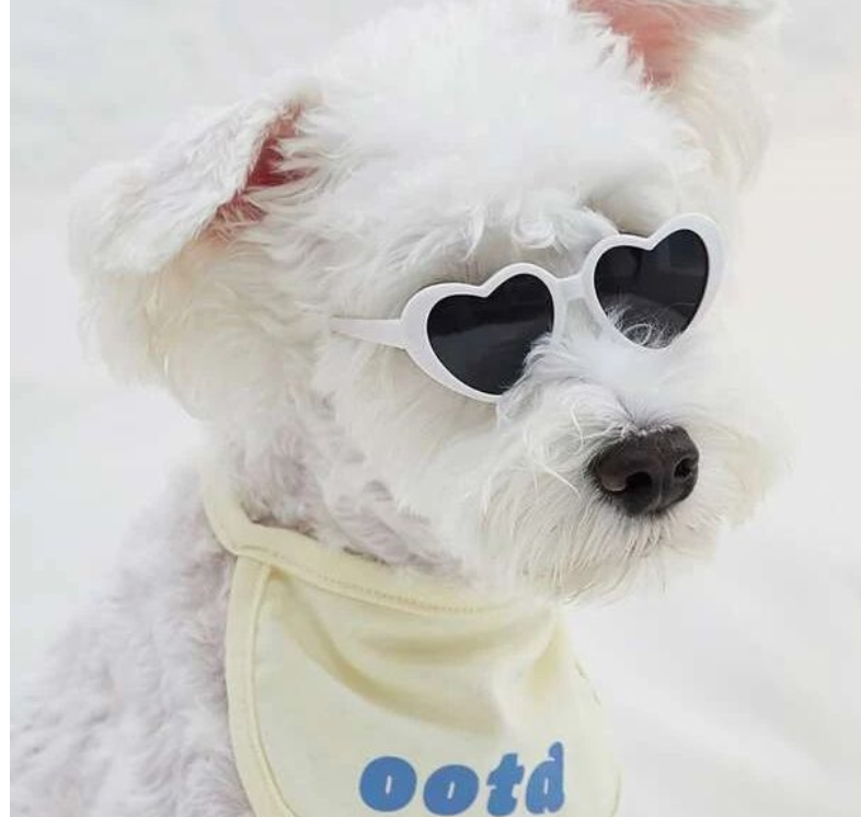 2 Heart Shaped Pet Sunglasses