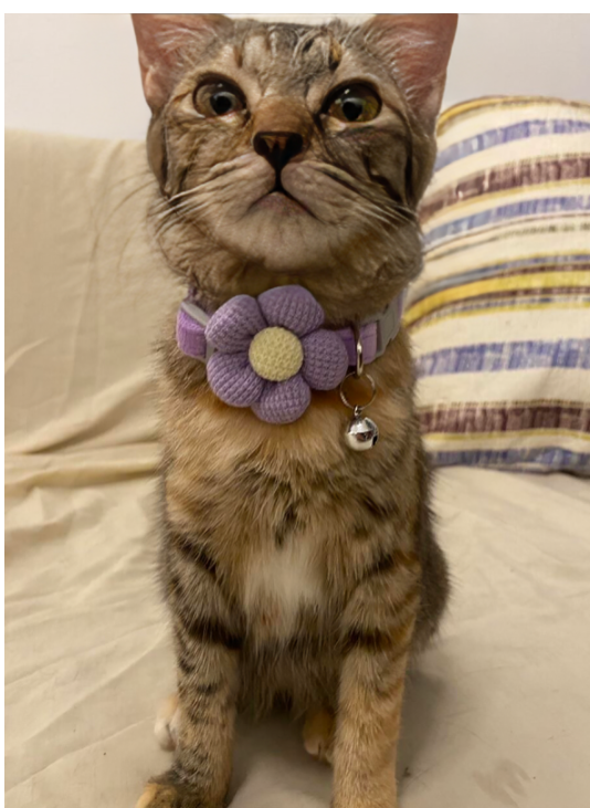 Pet Plush Flower Collar